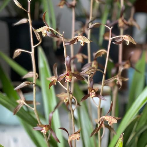orquídeas inusuales, decoraciones de otoño semillas de orquídeas los amantes las jardín en el balcón Semillas perennes, balcón resistentes. 160semillas