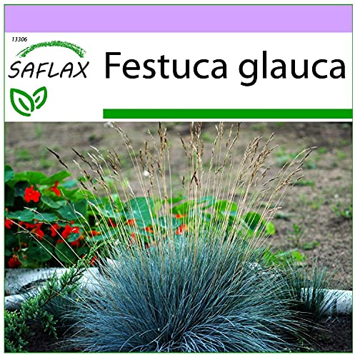 SAFLAX - Gräser-Bambus-Blauschwingel-Gras - 50 Samen - Festuca glauca