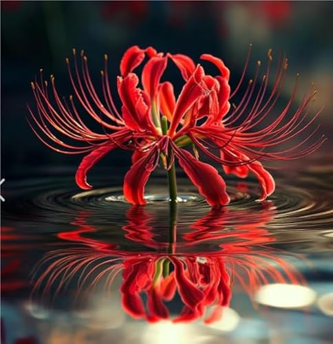 Bellissimo Lycoris Bulbi, piante perenni, Lycoris in vaso, profumate, pianta giglio ragno rosso(Non artificiali)-4 bulbs-F