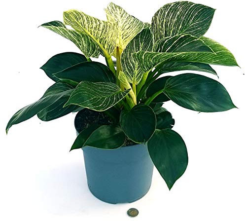 POWERS TO FLOWERS - PHILODENDRON, PHYLODENDRON WHITE MEASURE, XXL Vaso 24, pianta vera