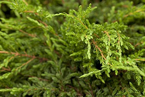 Kriech-Wacholder Juniperus communis Repanda 30-40 cm winterhart