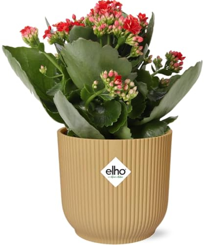 Flammendes Käthchen – Kalanchoe Rosalina Don Justino Rot – Zimmerpflanze mit roten, gefüllten Blüten – Inklusive Vibes Fold Topf Gelb 14 cm – Pflegeleicht & sukkulent
