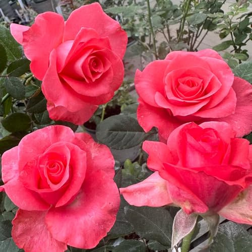 semillas de rosal, rosal trepador Decoración de jardín para exteriores, balcón, raras, decoración sala estar, variedades antiguas, 125pcs