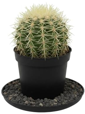Kroenleinia Grusonii DECOALIVE Cactus Natural Tipo Bola de Oro Maceta 10 cm Altura 10-12 cm