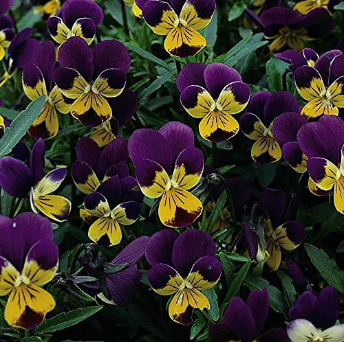 Flower Seed - Wildflower Wild Pansy ‘Viola Tricolor’ Hardy Annual, Wild Pansy, Easy to Grow - Summer & Winter Flowering, Perfect for Baskets and Containers, 1 Packet (75 Seeds) by Thompson and Morgan