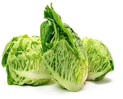 Lettuce Plants, 'Winter Gem', 12 x Full Plant Pack, Vegetable Plants, Salad, Garden Ready and Ready to Plant, Premium Quality Vegetables