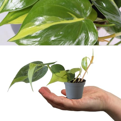Philodendron scandens Brasil - Sweetheart Plant - 15-20cm in Height Inc Pot - Mini Indoor Plant - Variegated Foliage (1 Plant)