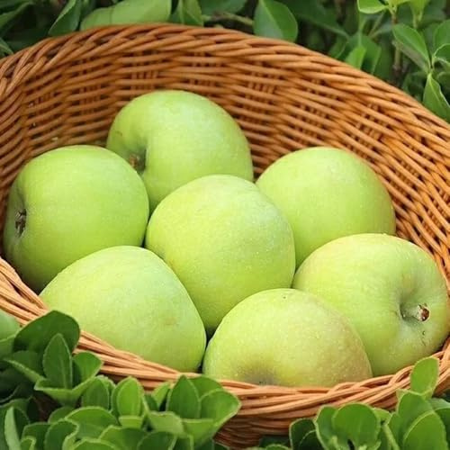 apfelbaum, winterharte balkon apfel kaufen, säulenobst balkonpflanzen, bonsaibaum obstbäume, winterharte garten obstbaum 300pcs