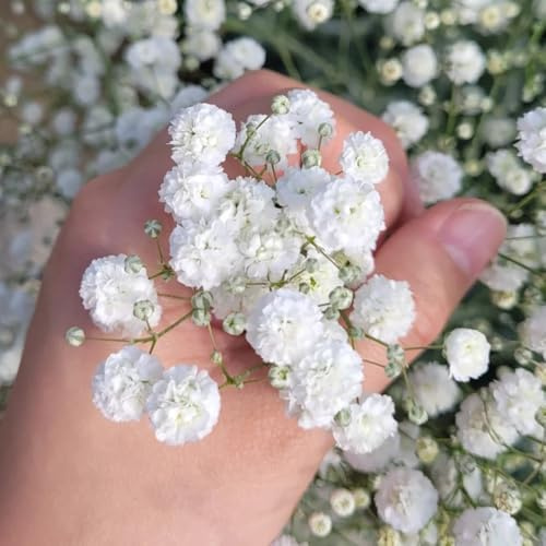 semillas de gypsophila perennes, resistentes para el jardín, decorativas, comprar de gypsophila, trepadoras resistentes, orgánicas 500pcs