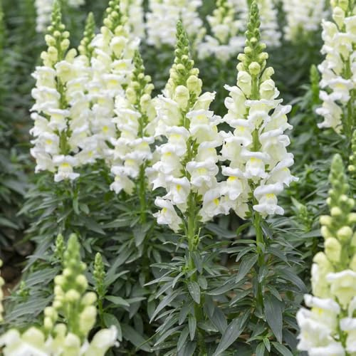 bocche di leone (perenni) to decorativo perenne Decorazioni per giardini esterni, aromatiche, da balcone recisi decorazione floreale organica per 200semi