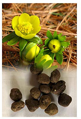 GARTHWAITE NURSERIES® : - UK Stockist : - 10 Eranthis Hyemalis Bulbs (Winter Aconites) Bright Yellow Flowers Hardy Spring Garden Perennial