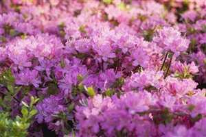 Rhododendron obtusum 'Diamant Rosa' 20–25 cm – Winterhart, Immergrün, Pflegeleicht – Japanische Azalee – Zierstrauch für Garten & Kübel