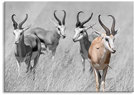 Pixxprint Glasbild, Wandbild aus Echtglas, Tiere in Savanne Rehe Afrika, 80x60 cm, inkl. Aufhängung und Abstandshalter