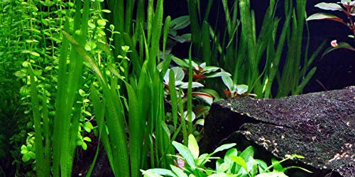 Lot de 3 touffes de vallisnérie, plante d’aquarium
