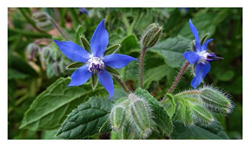 PREMIER SEEDS DIRECT Borage Blue - 200 Finest Seeds - HERB - Organic