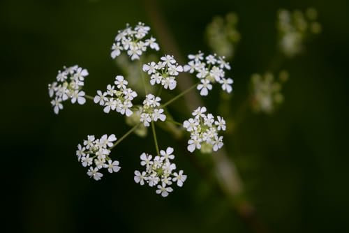 Cow Parsley Seeds Anthriscus Sylvestris Perennial Wildflower Queen Anne's Lace Wild Flower… (4g (Approx. 1,600 Seeds))