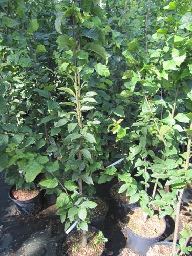 Carpinus betulus fastigiatus Beeckmann - Hainbuche - Weißbuche - Beeckmann - 100-125cm