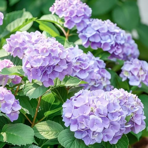 Semi di ortensia - semi da giardino autunnali resistenti esotiche biologici 30pcs