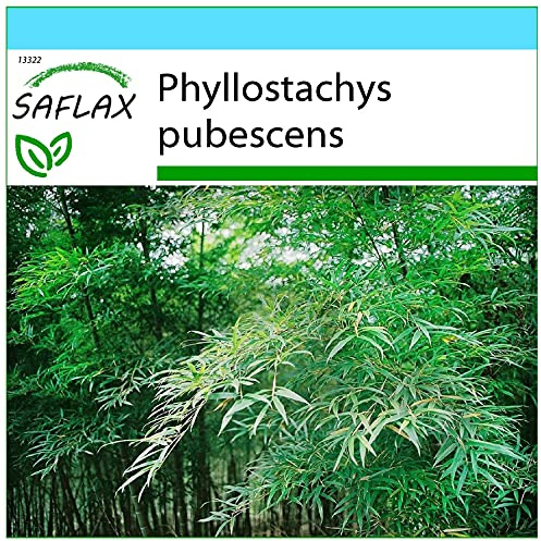 SAFLAX - Presentförpackning - Gräs-Bambu-Moso Jättebambu - 20 Frön - Med presentförpackning, kort, etikett och pottsubstrat - Phyllostachys pubescens