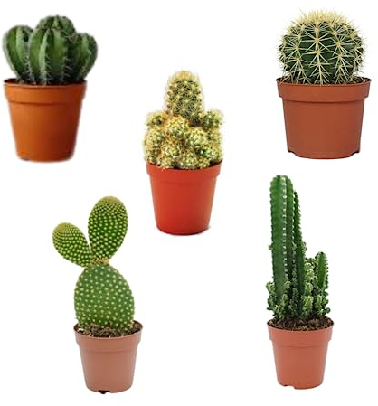 SMPLY - Pack 5 Cactus naturales diferentes de interior y exterior con pinchos Variados en Maceta de 5cm Kit Ahorro Plantas Naturales Para Decorar tu Hogar u Oficina