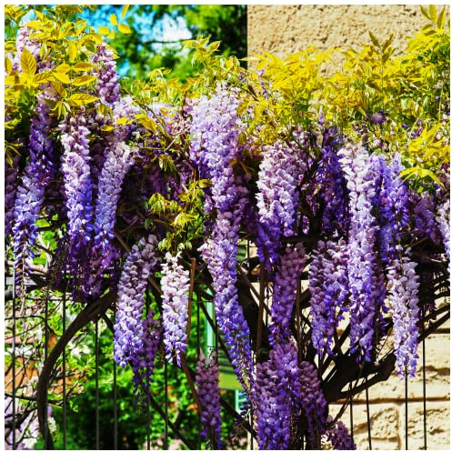 Wisteria sinensis/Chinese Wisteria in a 2L Pot, Fragrant Flowers 3fatpigs®