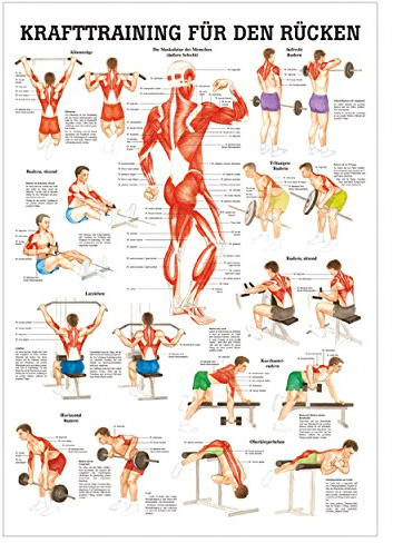 Sport-Tec Anatomisches Mini-Poster Krafttraining Rücken, LxB 34x24 cm