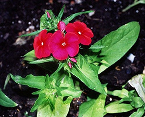 Phlox- Scarlet -Rojo- 200 semillas