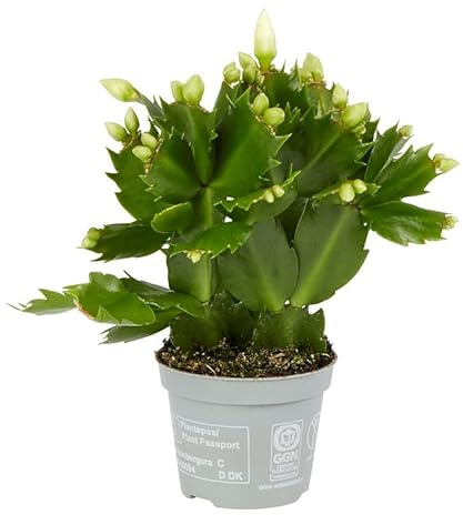 Planta de Navidad Schlumbergera Cactus Original Navidad