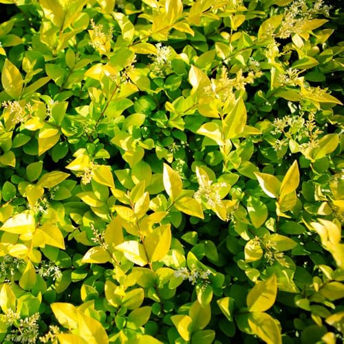 semi di ligustro - balcone serra perenni resistenti giardino roccioso tappezzante 120pcs