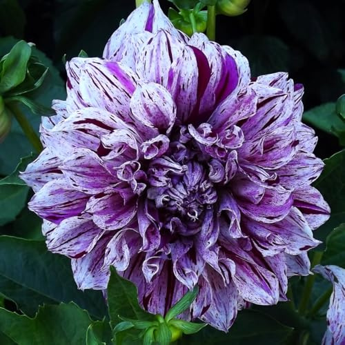 Dahlienknolle : Dahlia - Deko Dahlien  Smokey  1 Knolle/Rhizom