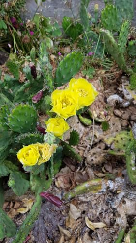 Opuntia humifusa/Oponce de l'est/Conteneur de 2 à 2.9 litres/Cactée