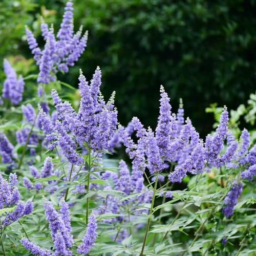 semi di buddleja, rialzata in vaso per l'arredamento dell'ufficio giardino varietà antiche interno raro giardino roccioso biologiche interno 400pcs