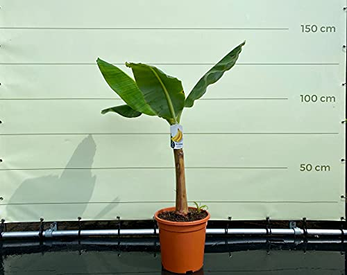 Tropictrees - MUSA CAVENDISH - 90 CM
