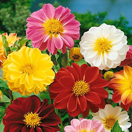 schone Mixed Flower Bulbs – Unique Bright and Colourful Blooms – Perennial – Summer Flowering Bulbs – for Your Beautiful Garden (2 x Dahlia Unwinn Mixed)