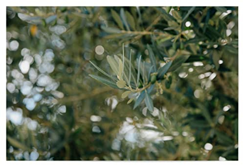 artboxONE Poster 150x100 cm Natur Zweig eines Olivenbaumes hochwertiger Design Kunstdruck - Bild Olive Bokeh grün