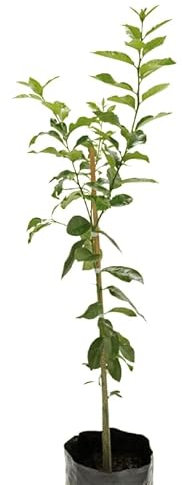 Limonero Árbol Natural Cultiva tus Propios Limones Cítricos