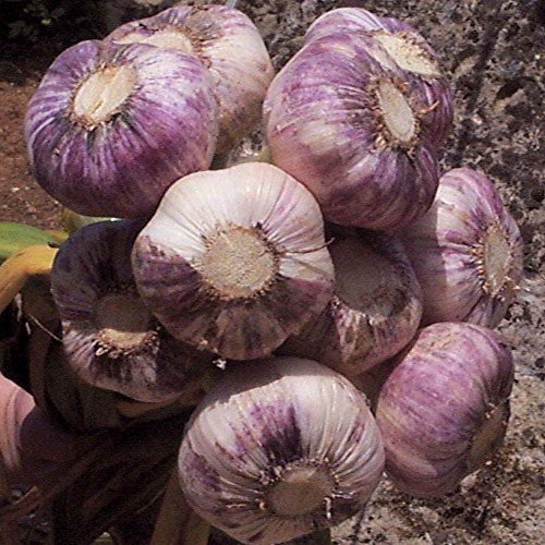 Garlic for Planting UK Genuine Garlic Seeds/Cloves UK Harvest 'Early Purple Wight' Choose Your Cloves Quantity (70)