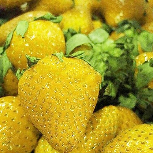 Semi di fragola, 100 pezzi Semi di fragola Prolifico Mix nutriente Colore Semi di frutta naturale Fiore Albero da frutto Semi di ortaggi Giallo