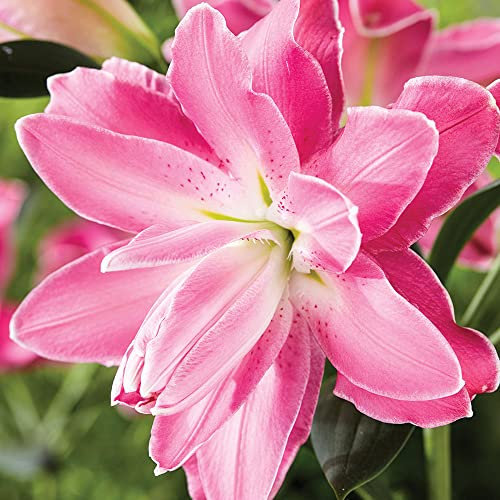 2 x Lilium Double Oriental – Summer Flowering Bulbs – Perennials – for Your Beautiful Garden (2 x Lilium Double Oriental Lotus Wonder)