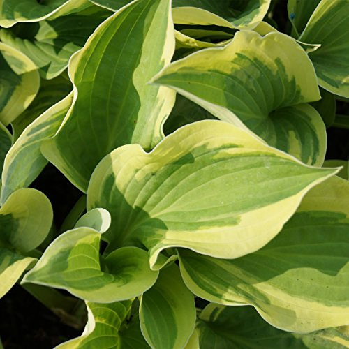 Blumixx Stauden Hosta Hybride 'Wide Brim' – Funkie, hellviolett blühend, winterharte Staude, robust, für Kübel