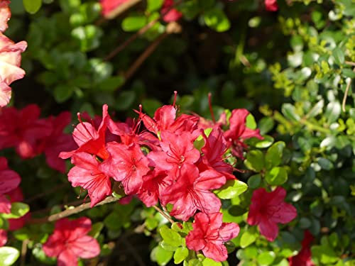Japanische Azalee Hino-crimson - Rhododendron obtusum Hino-crimson - 30-40cm