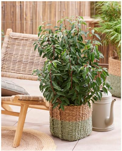 Stauden Gänge 50 x Prunus lusitanica 'Angustifolia' (Gehölz/Heckenpflanze/Winterhart/Mehrjährig/Immergrün) Portugiesischer Kirschlorbeer - Schlanke Eleganz für mediterranes Flair