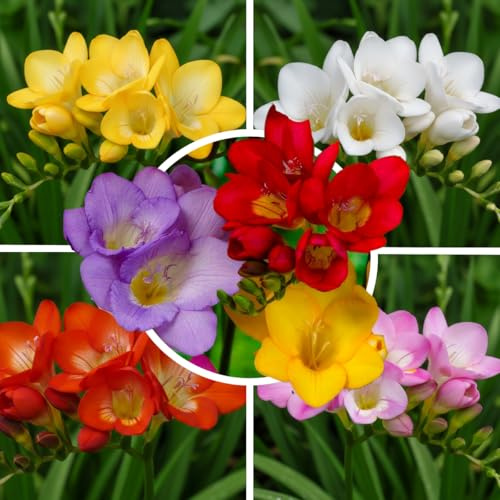 FLORIUM Freesien Blumenzwiebeln | Einzelblüten Kollektion | 50 Zwiebeln | Mix von 5 Farben | Duftende Pflanzen aus Holland | für Garten, Balkon und Topf (kein Samen, nicht künstlich)