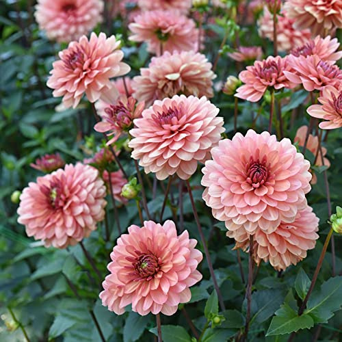 tubérculos de dalia resistentes - exterior jardín rocas Decoración 6pcs