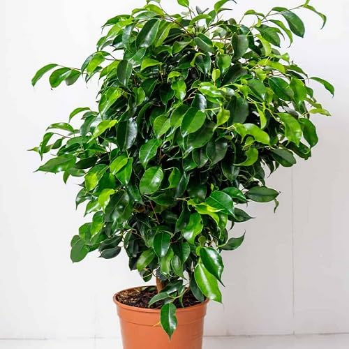 80 semi freschi di Ficus Benjamina verde
