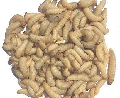 Livefood UK Live 1 tub of 50 Wax worms (15g) Wax Moth Larvae in shavings