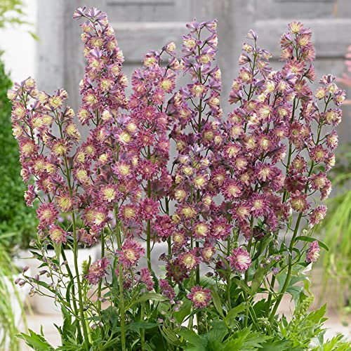Delphinium Highlander Flamenco - Larkspur | Potted Perennial Plants Garden Ready (15-25cm Incl. Pot)