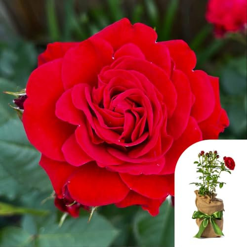 YouGarden Gift Wrapped Rose Fab at 60 â„¢, 4 Litre Potted Rose, Wrapped in a Hessian Bag, Ready to Plant