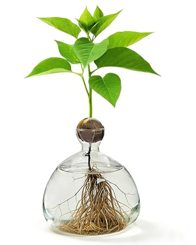 Klar avokado-träd odlingsvaser, uppfödningsglas för avokado och kastanjer, glas avokado träd blomvaser, hydroponisk glasvas för blommor, för dekoration bröllop bord vardagsrum soffbord (transparent)