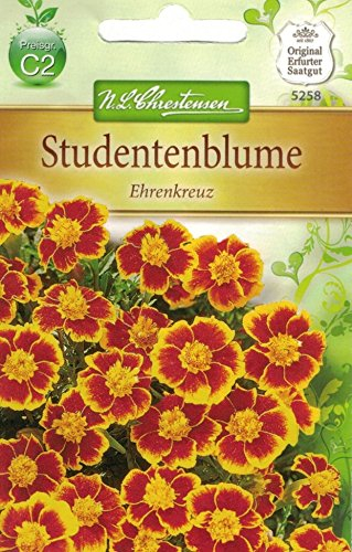Chrestensen Studentenblume 'Ehrenkreuz'